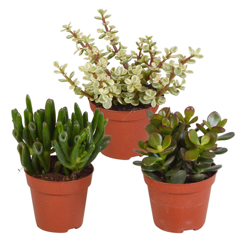 Sukkulente Crassula Mischung (x3)