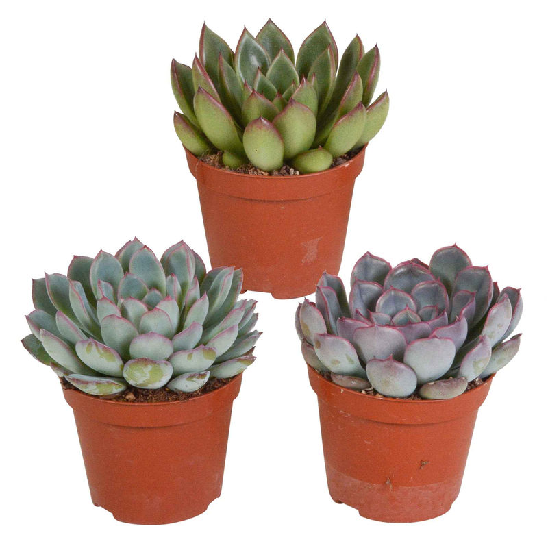 Sukkulente Echeveria Mischung (x3)