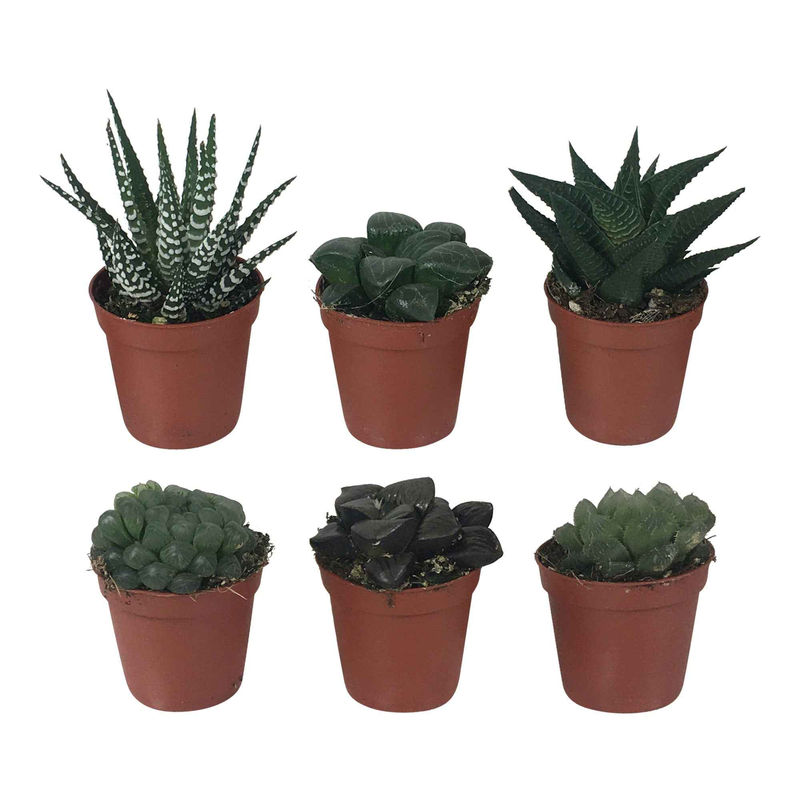Haworthia Mischung