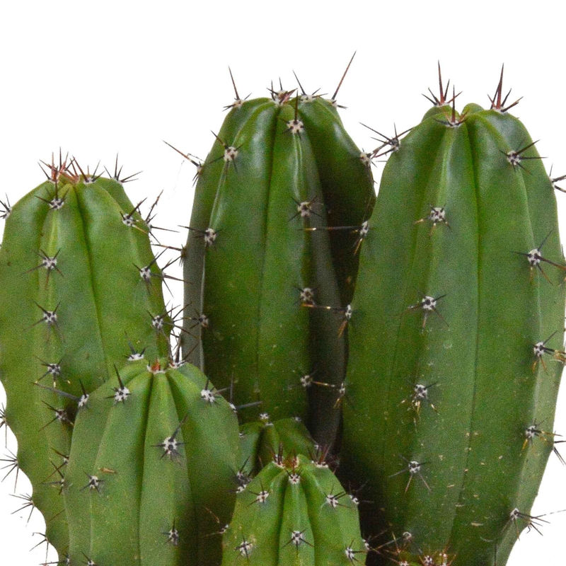 Säulenkaktus Polaskia chichipe