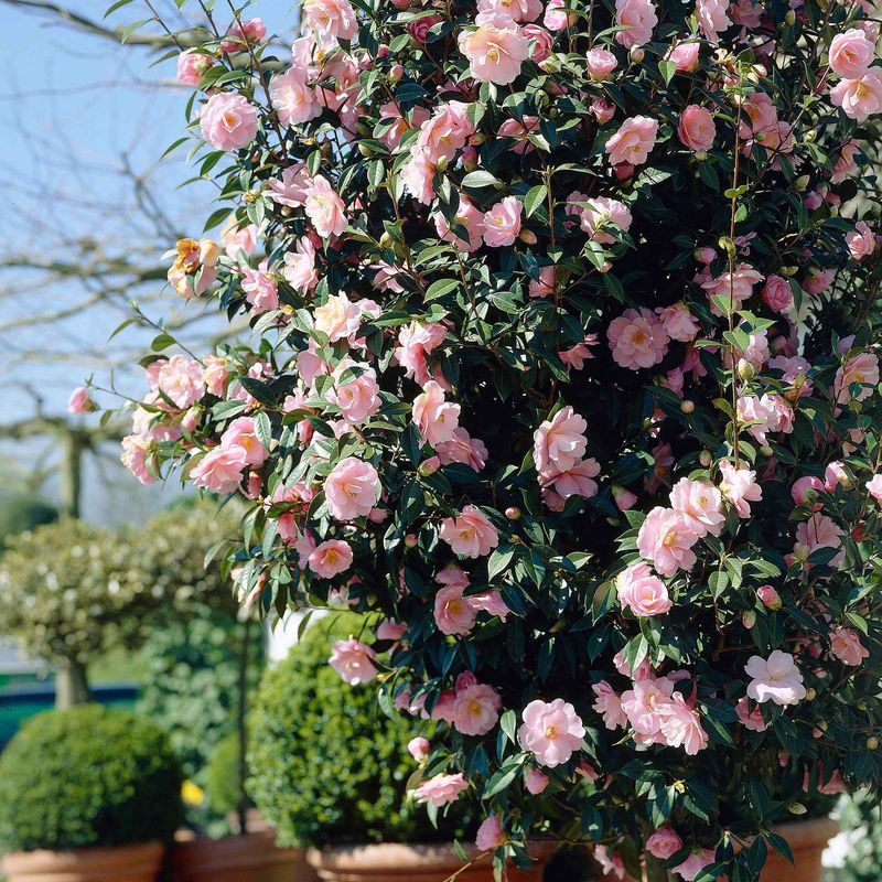 Kamelie 'Bonomiana'