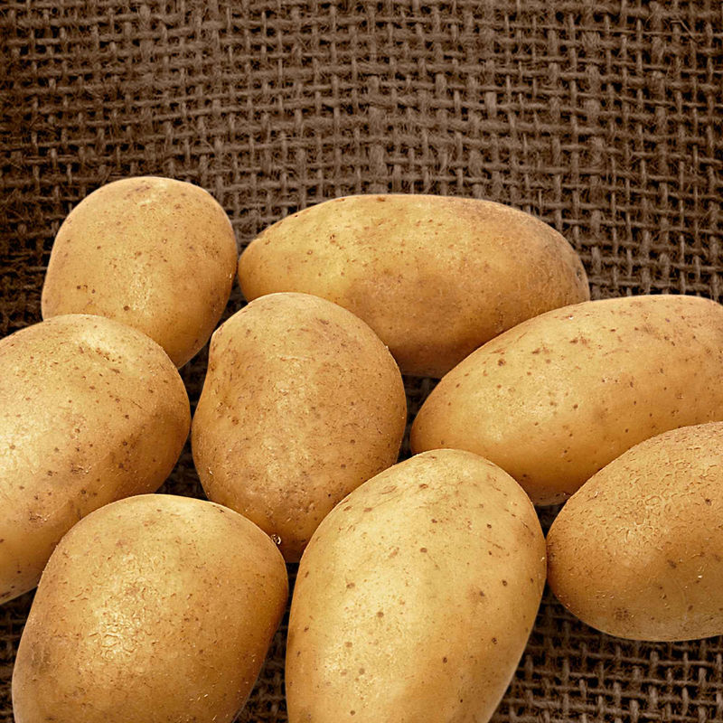 Kartoffel 'Wilja' (x25)