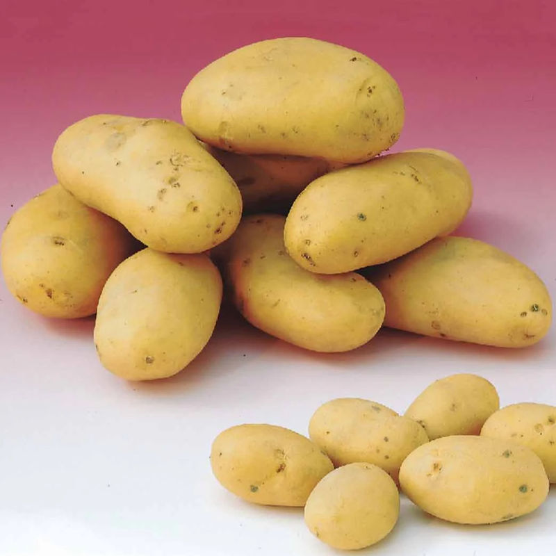 Kartoffeln Caesar (x25)