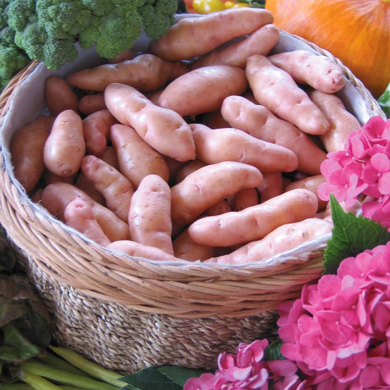 Kartoffel Horn von Gatte (Pink fir Apple) (x25)