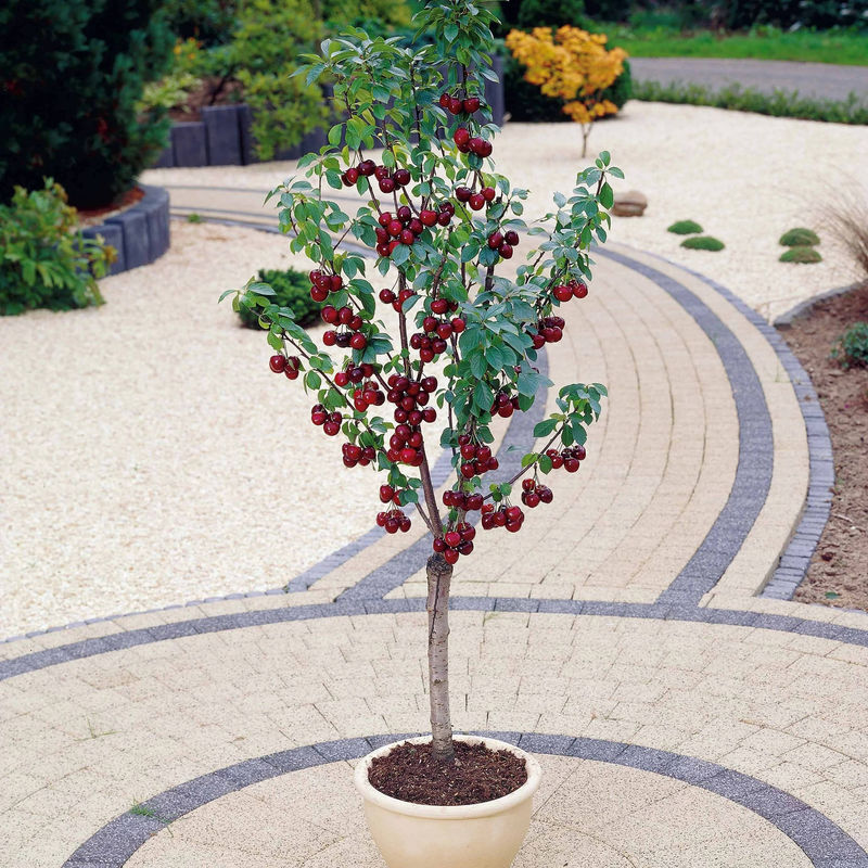 Mini-Kirschbaum Spur Burlat