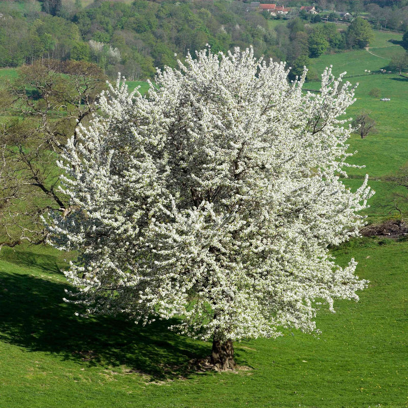  Vogelkirsche