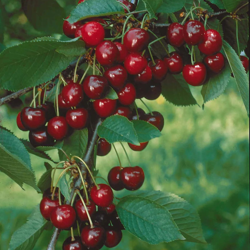 "Mini-Kirschbaum Spur Van 
"