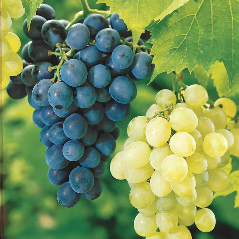 Weinreben (Muscat de Hambourg + Chasselas de Fontainebleau (x2)