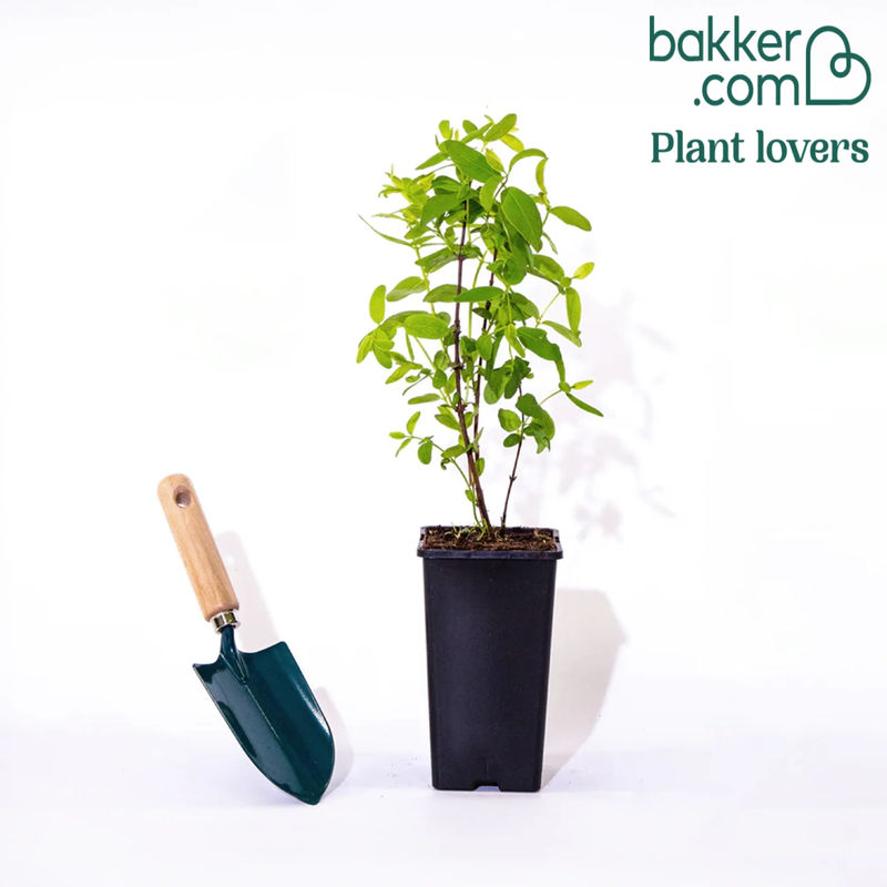 Maibeere - Title:Der topf / 2L / Lieferhöhe 30-40cm
