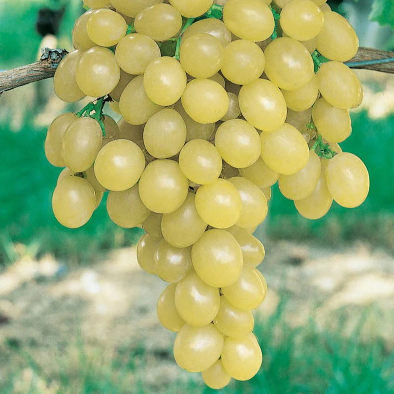 Italienische Weinrebe