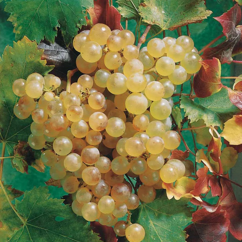 Rebe Chasselas de Fontainebleau