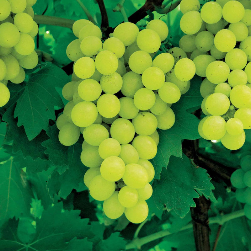Weinrebe Exalta