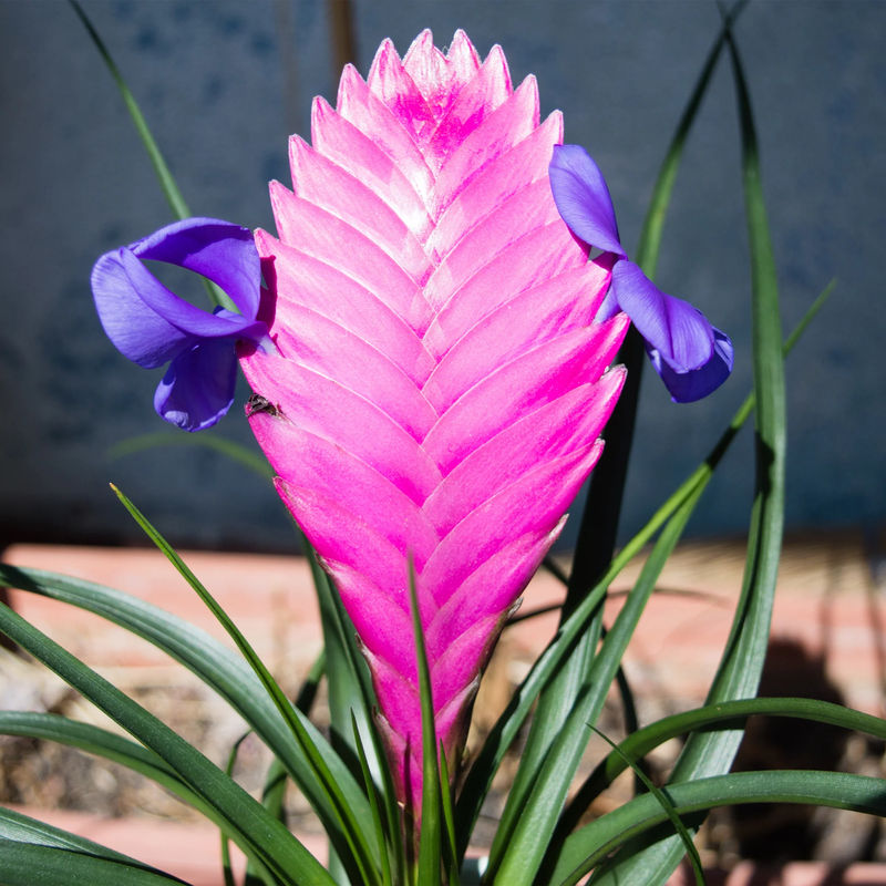 Blaue Tillandsia
