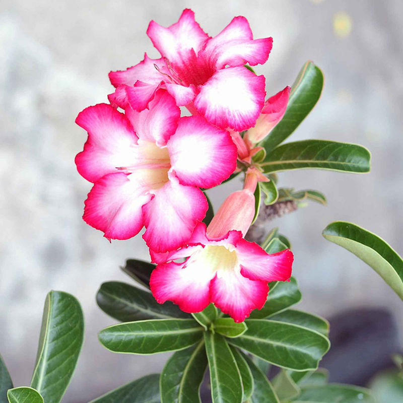 Wüstenrose