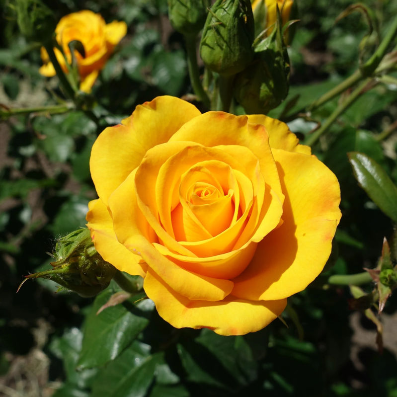 Gelbe Strauchrose