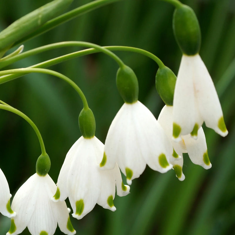 Sommer-knotenblume (x8)