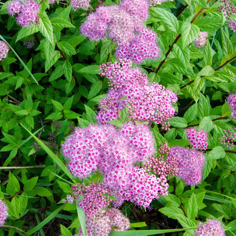 Asclepius incarnata (x3)