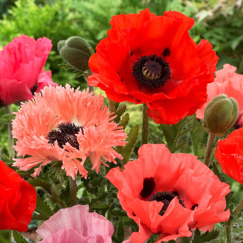 Mohnblumen Mischung (x3)