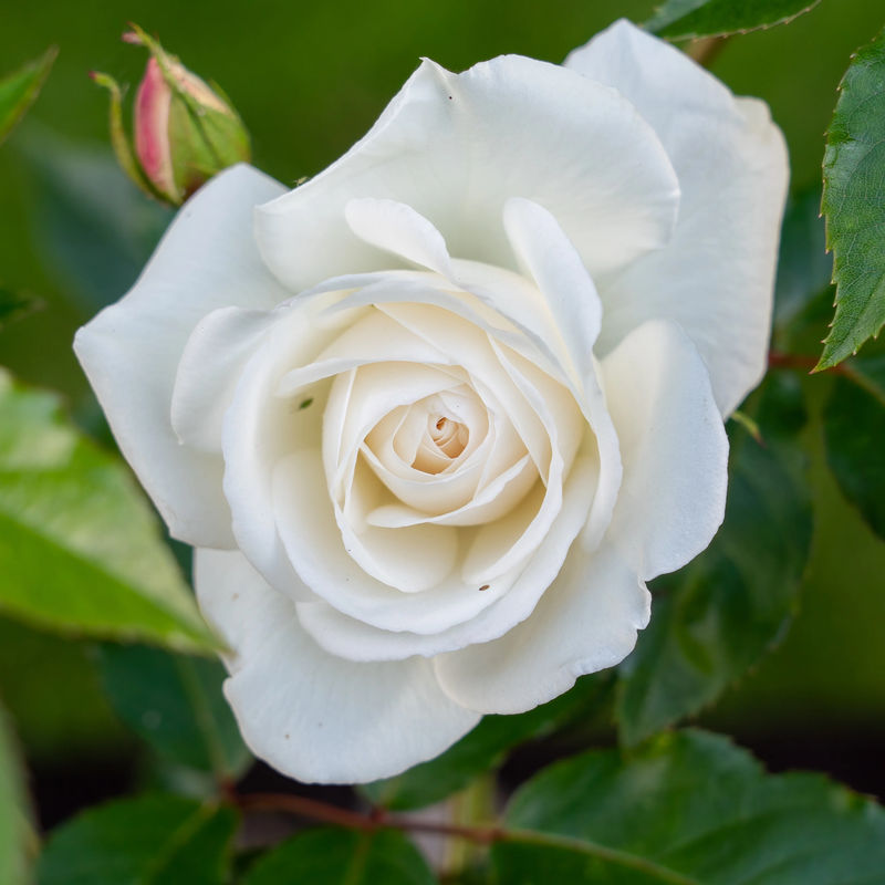 Weiße Strauchrose