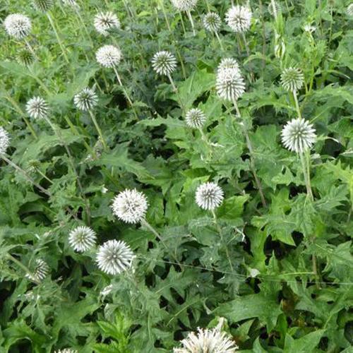 Kugeldistel Star Frost