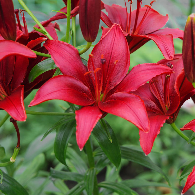 Asiatische Lilie Red County (x2)
