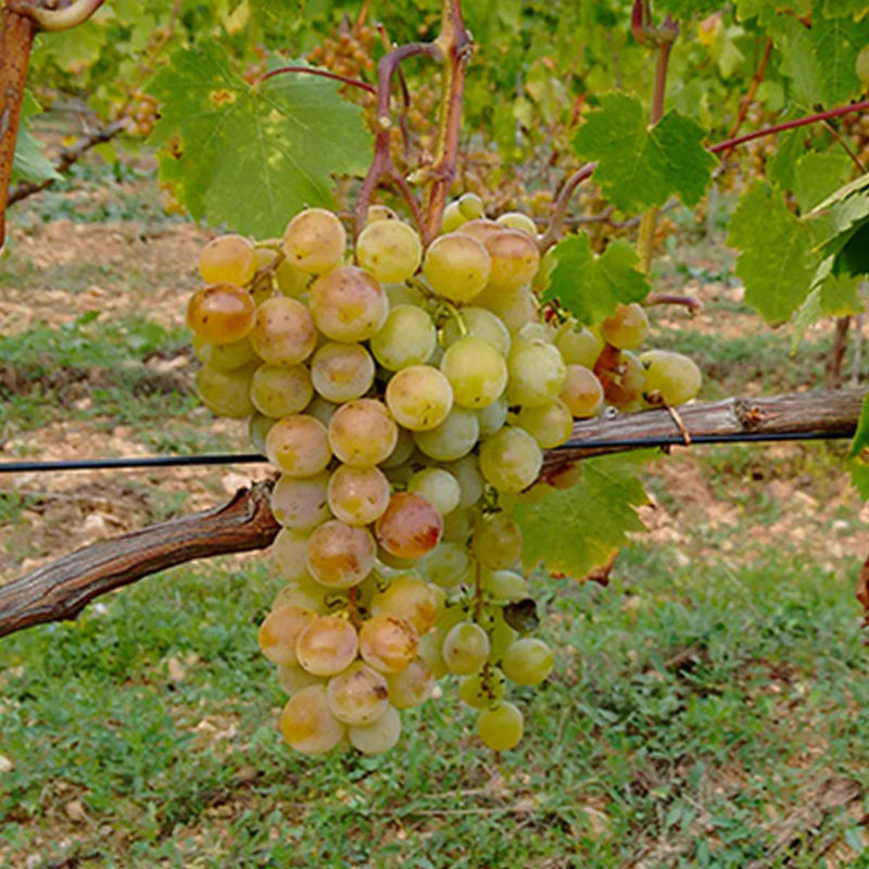 Weinrebe Muscat Alexandria