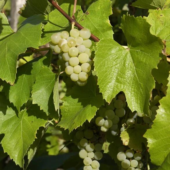 Weisse Traube Bianca