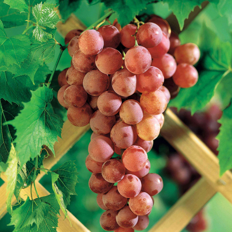 Rebe Chasselas rose
