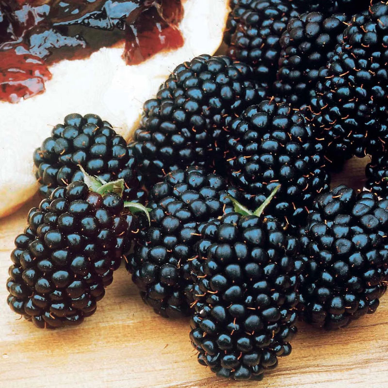 Brombeere Dirksen
