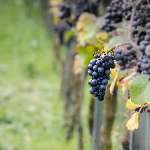 Weinrebe Pinot