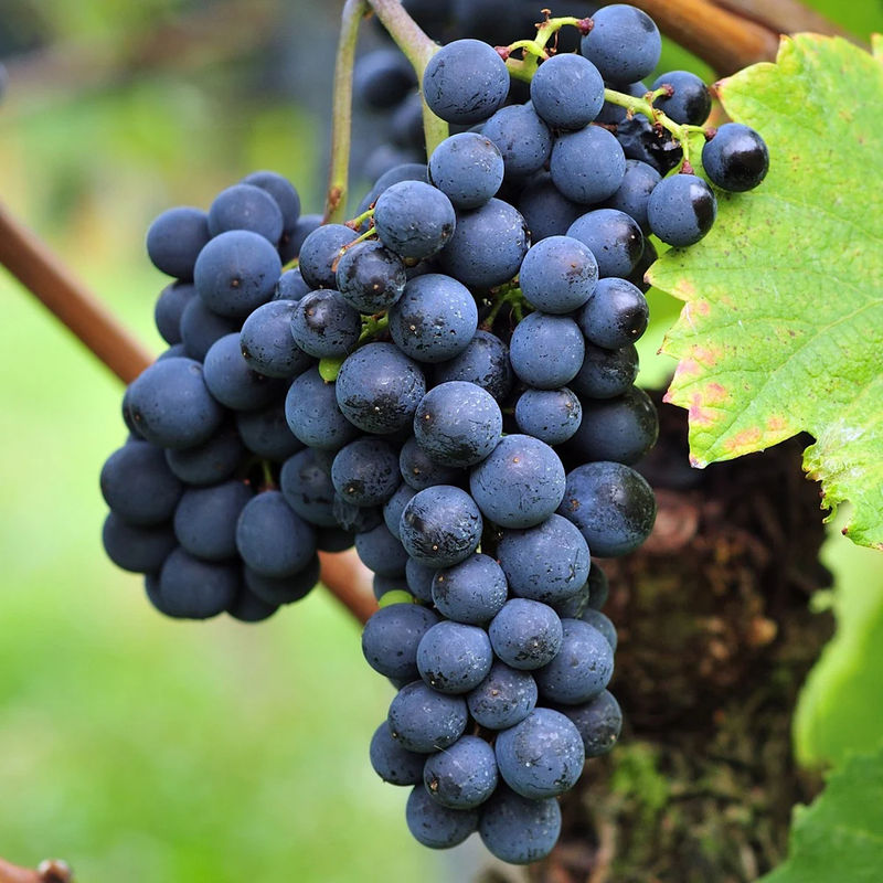 Weinrebe Triomphe d'Alsace