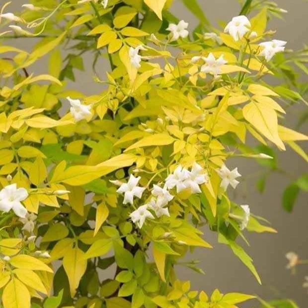 Jasmine Fiona Sunrise