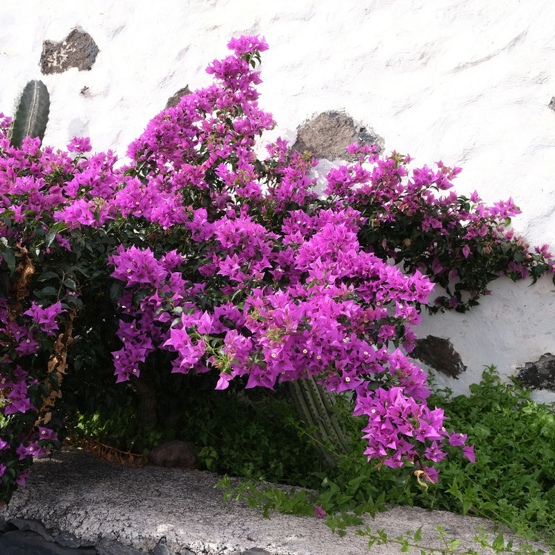 Drillingsblume violet