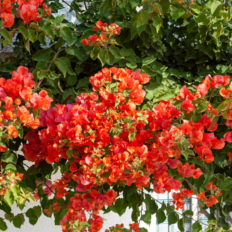 Drillingsblume orange