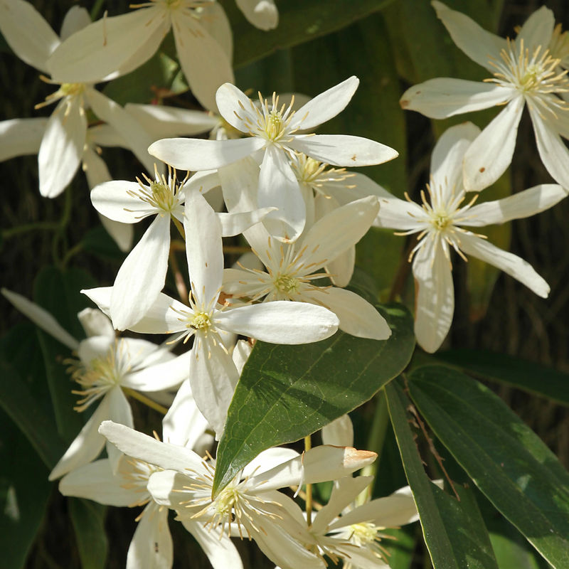 Waldrebe Little White Charm