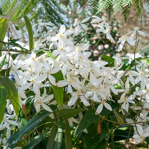 Waldrebe Snowdrift