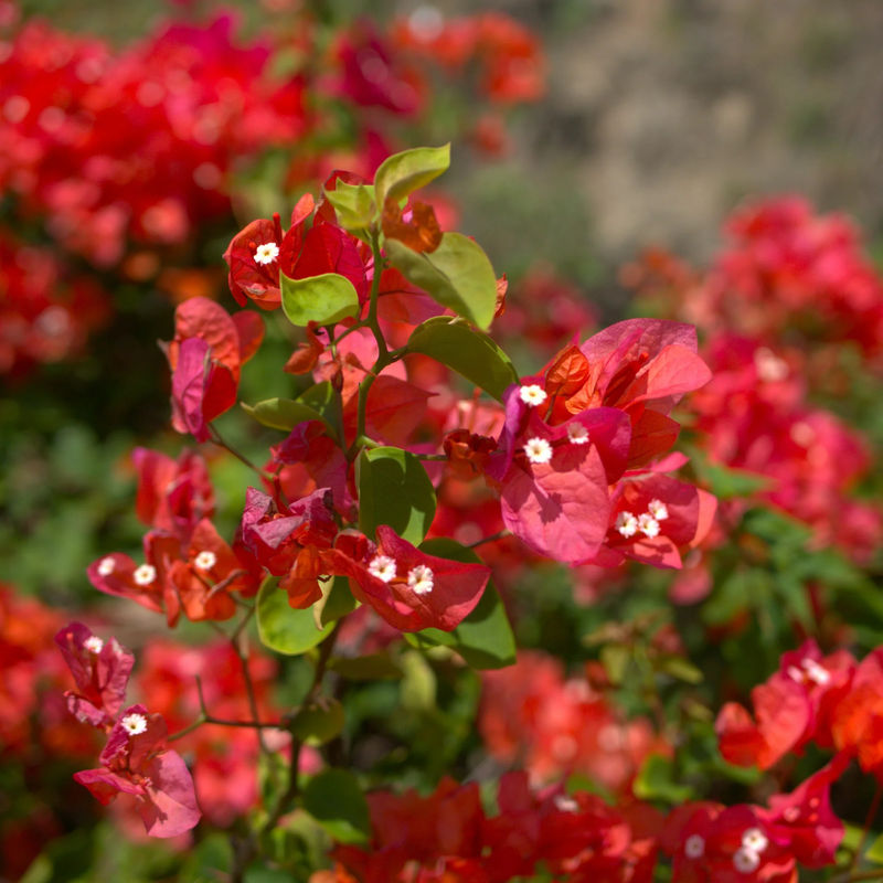 Drillingsblume rot