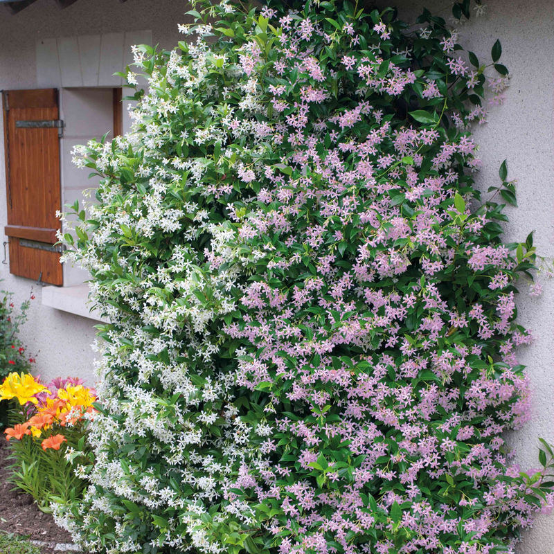 Sternjasmin rosa und weiß (x2)
