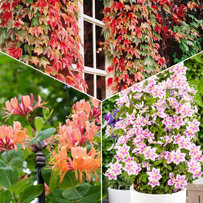 Sammlung von Kletterpflanzen: Geißblatt, Clematis, Jungfernrebe. (x3)