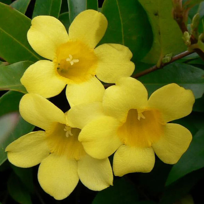 Carolina-Jasmin