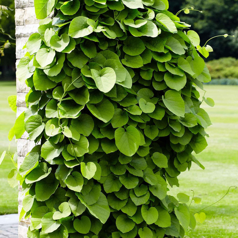 Pfeifenblume