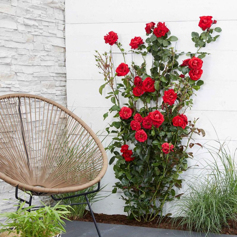 Kletterrose 'Crazy in Love' rot