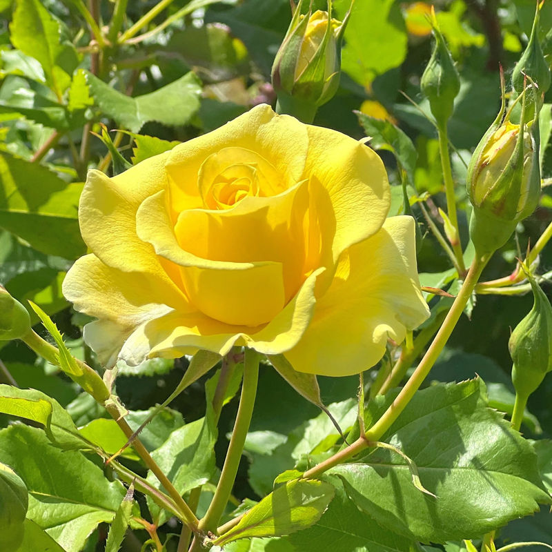 Gelbe Kletterrose