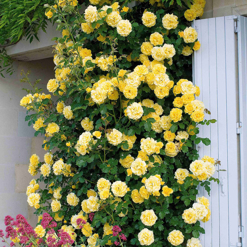 Kletterrose Golden Gate ® Korgolgat