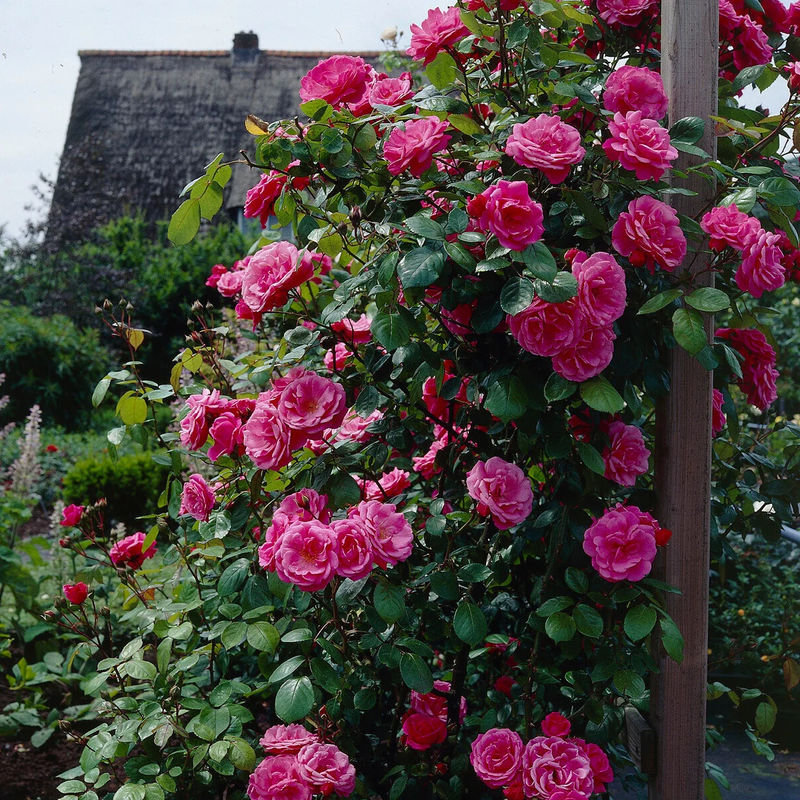 Rosa Kletterrose