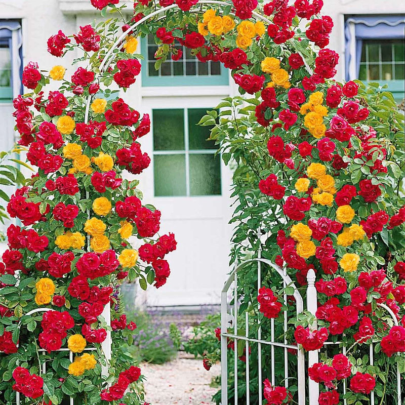 Duo Kletterrose (Vlammenspel, Paul's Lemon Pillar) (x2)
