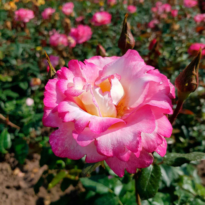 Kletterrose 'Haendel'