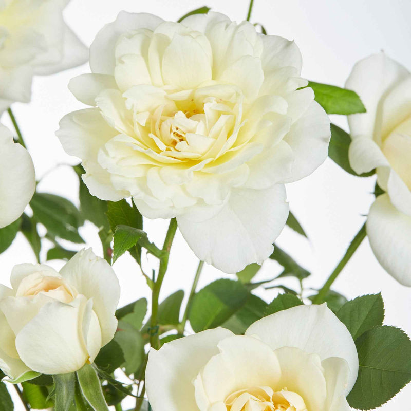 Kletterrose 'Crazy in Love' creme