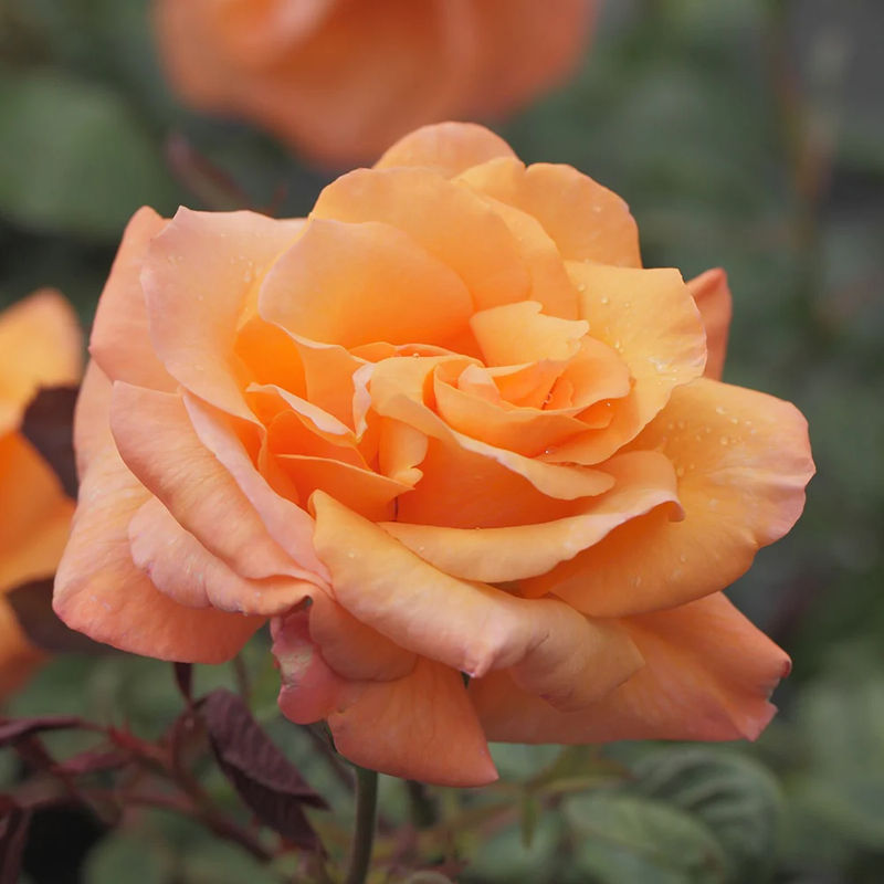 Kletterrose Orange Climber