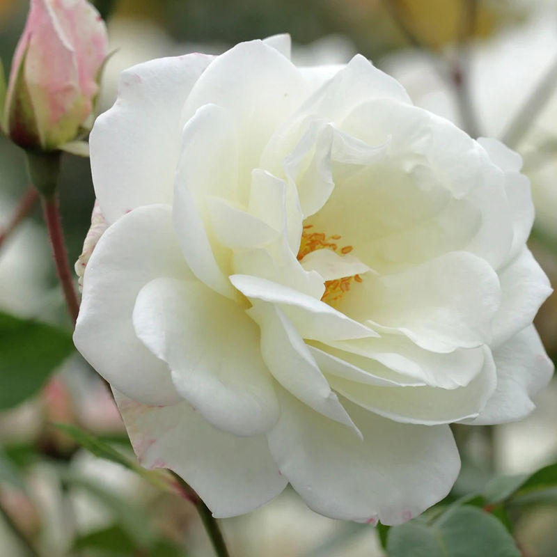 Kletterrose Climbing Iceberg